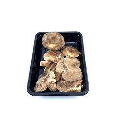 SHIITAKE (BIO) 100 gr