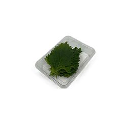 SHISO LIST