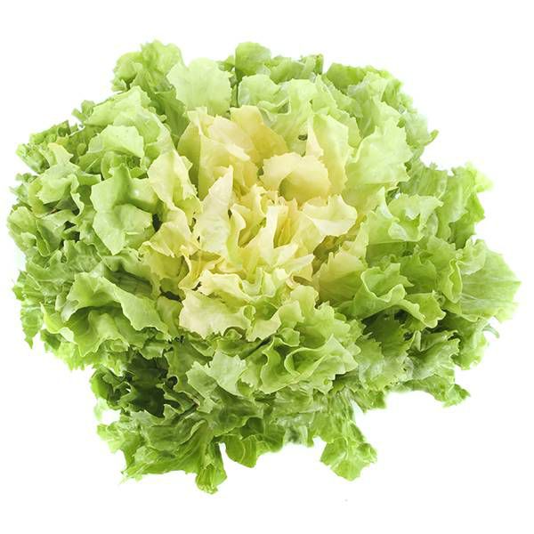 salata-endivija-000072_1.jpg