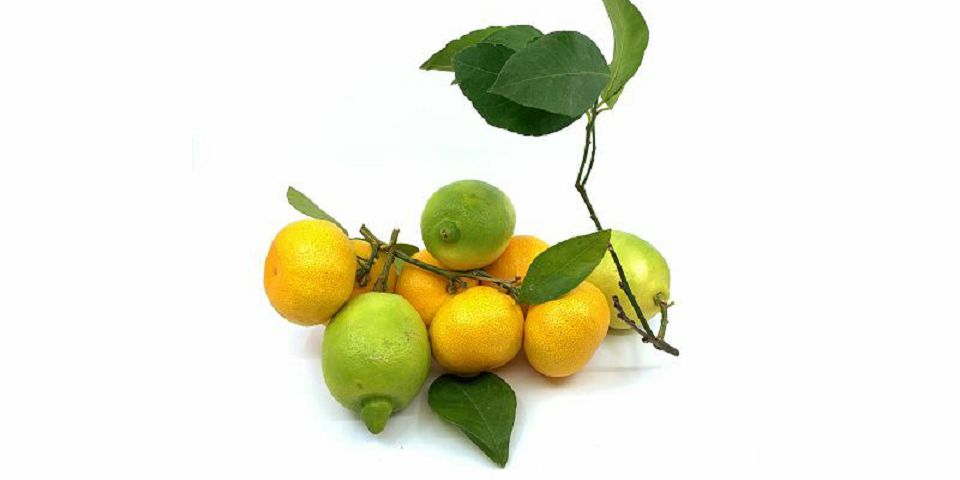 DOMAĆI AGRUMI - Limun i Mandarina